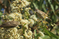 Corymbia opaca