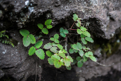 Berberis alpina