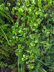Adiantum jordanii image
