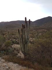 Cephalocereus macrocephalus
