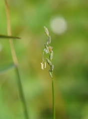 Tetrarrhena juncea