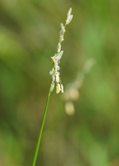 Tetrarrhena juncea