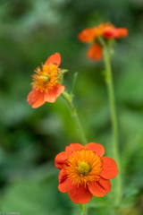 Geum coccineum