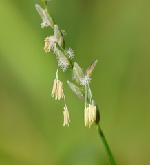 Tetrarrhena juncea