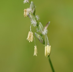 Tetrarrhena juncea