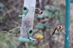 Carduelis carduelis