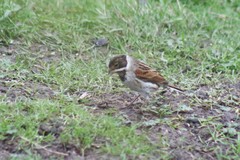 Emberiza schoeniclus