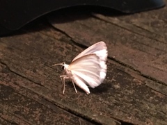 Lomographa vestaliata