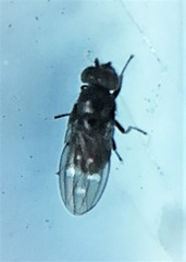 Scatella