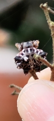 Thelacantha