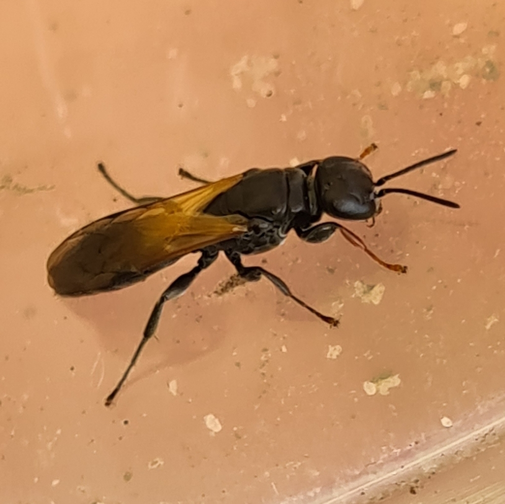 Aulacophilinus
