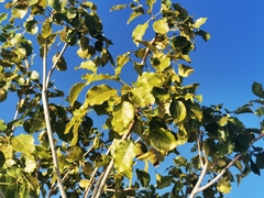 Metopium brownei