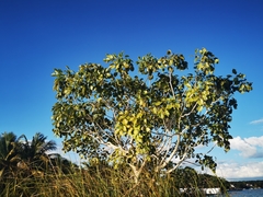 Metopium brownei