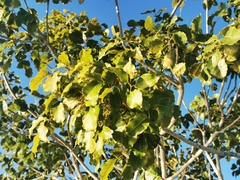 Metopium brownei