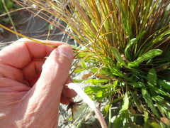 Carex testacea