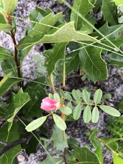 Tephrosia mysteriosa