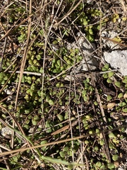 Image of Euphorbia deltoidea