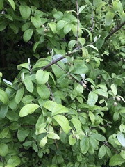 Olearia fragrantissima