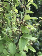 Olearia fragrantissima