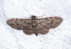 Sigilliclystis insigillata