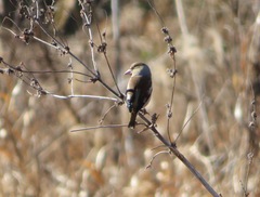 Coccothraustes coccothraustes