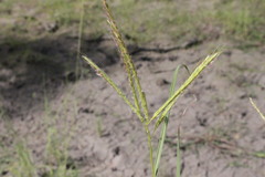 Dichanthium fecundum