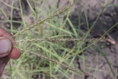 Dichanthium fecundum
