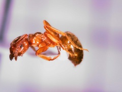 Lasius pallitarsis