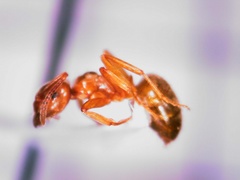 Lasius pallitarsis