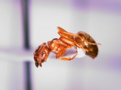 Lasius pallitarsis