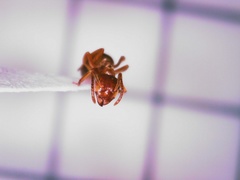 Lasius pallitarsis