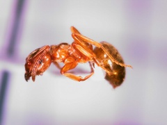 Lasius pallitarsis
