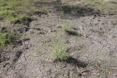 Dichanthium fecundum