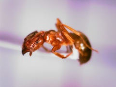 Lasius pallitarsis