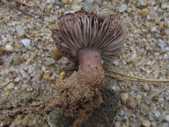 Tricholoma albobrunneum