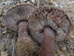 Tricholoma albobrunneum