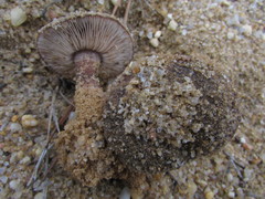 Tricholoma albobrunneum