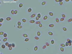 Tricholoma albobrunneum
