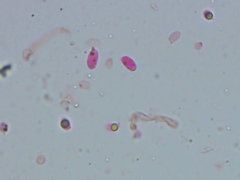 Tricholoma albobrunneum