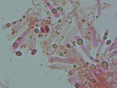 Tricholoma albobrunneum