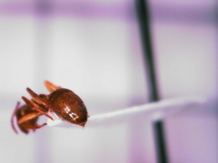 Lasius pallitarsis
