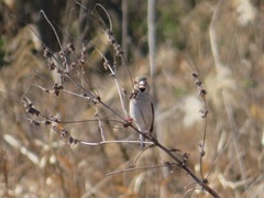 Coccothraustes coccothraustes
