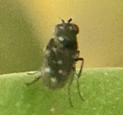 Scatella