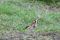 Carduelis carduelis