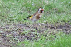 Carduelis carduelis