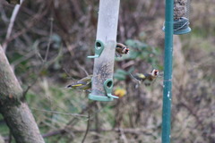 Carduelis carduelis