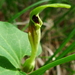 Aristolochia pallida - Photo (c) elisabetta2005, some rights reserved (CC BY-NC-SA)