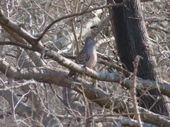 Streptopelia orientalis