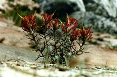 Castilleja scabrida scabrida