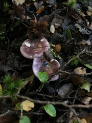 Russula nothofaginea